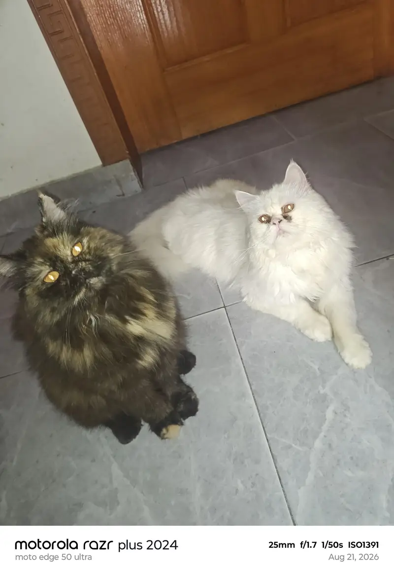 High Quality Punch Face Female Cat For Sale — photo 5