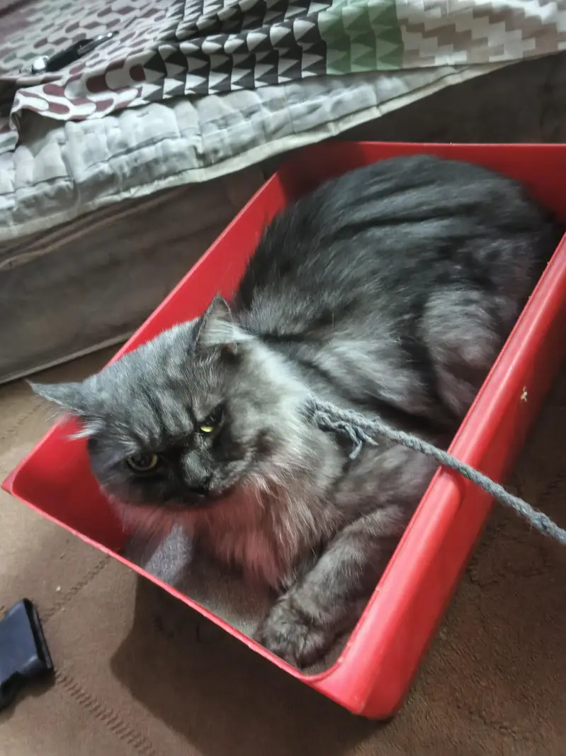 grey cat beautiful cat for sale — photo 2