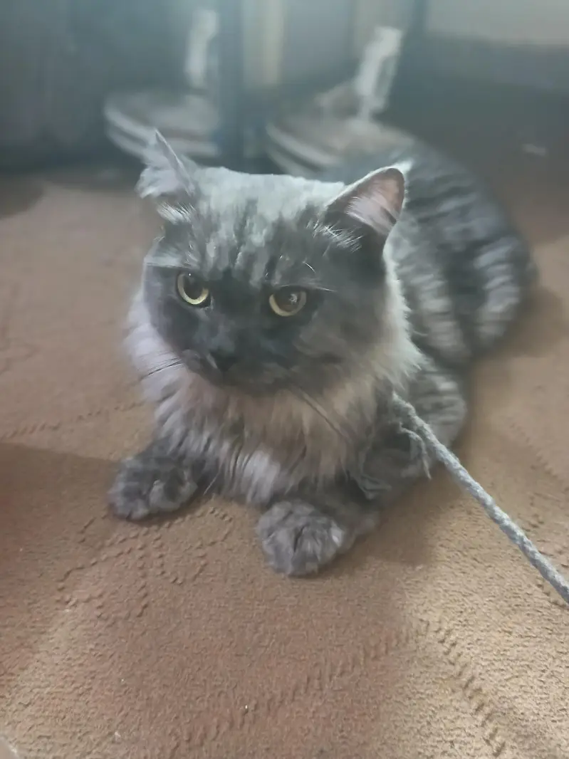 grey cat beautiful cat for sale — photo 3