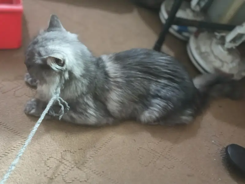 grey cat beautiful cat for sale — photo 4