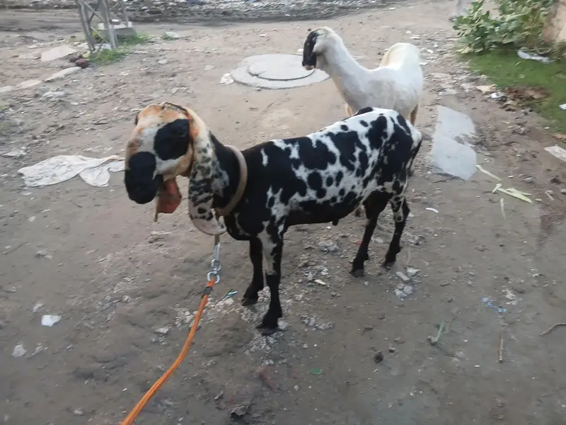 Mundar chatra — photo 12