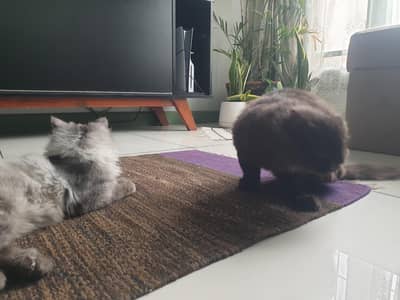 Adorable Kittens