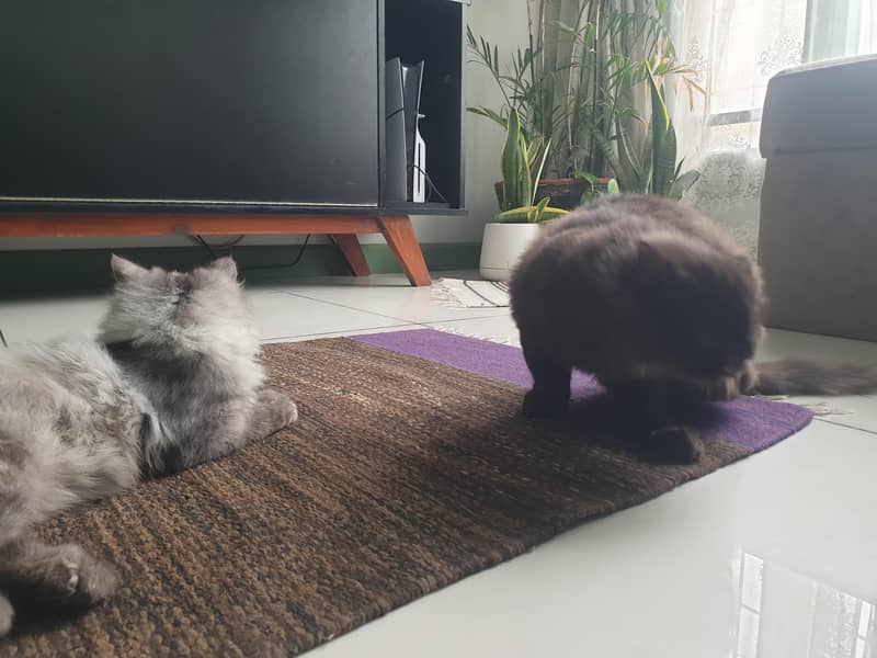 Adorable Kittens 0