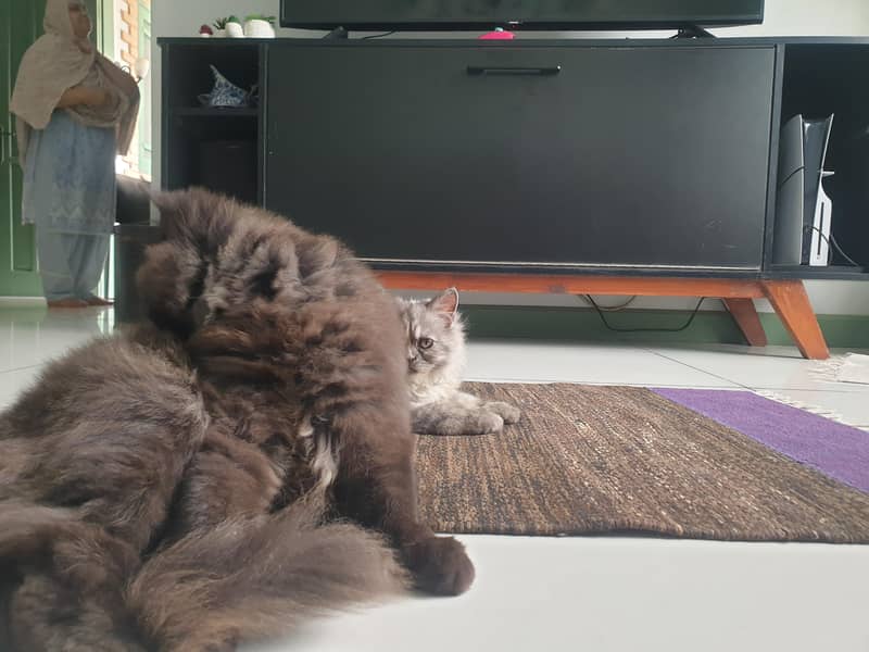 Adorable Kittens 1