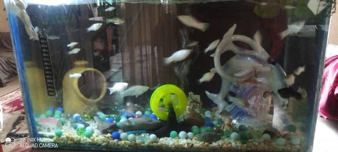 molly fish with aquarium