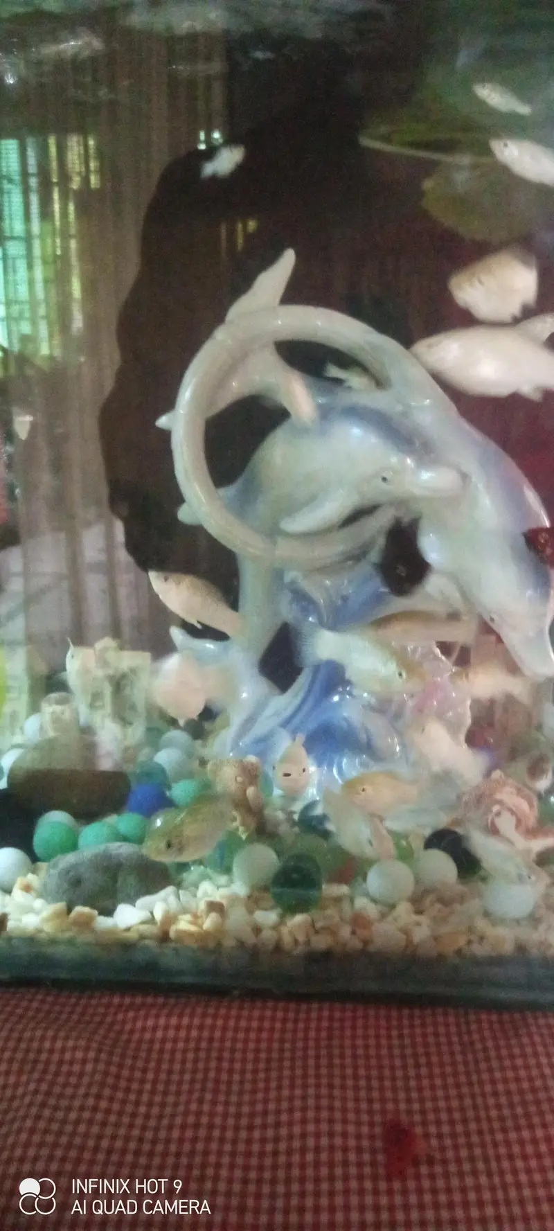 molly fish with aquarium — photo 2