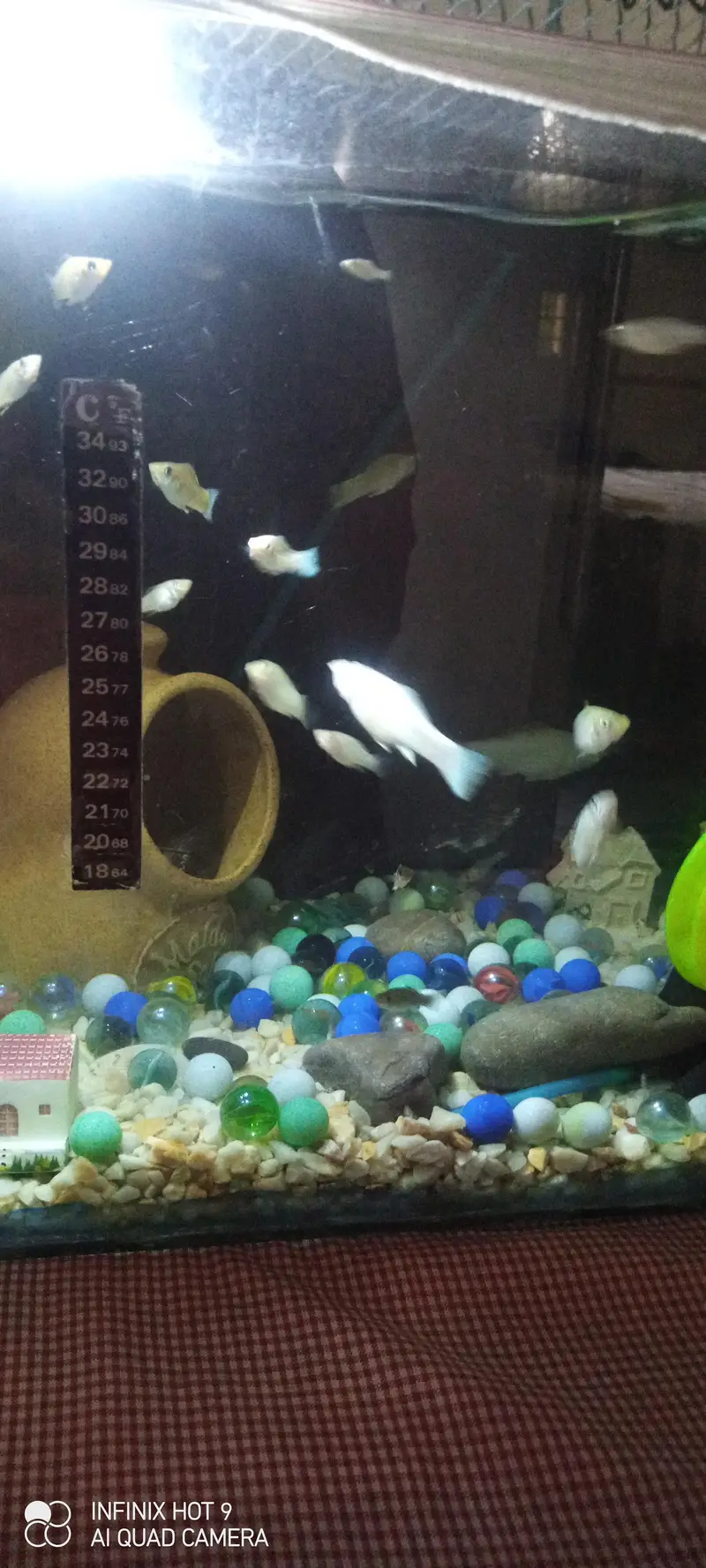 molly fish with aquarium — photo 3