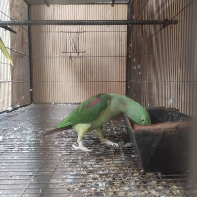 raw parrot + Kashmir