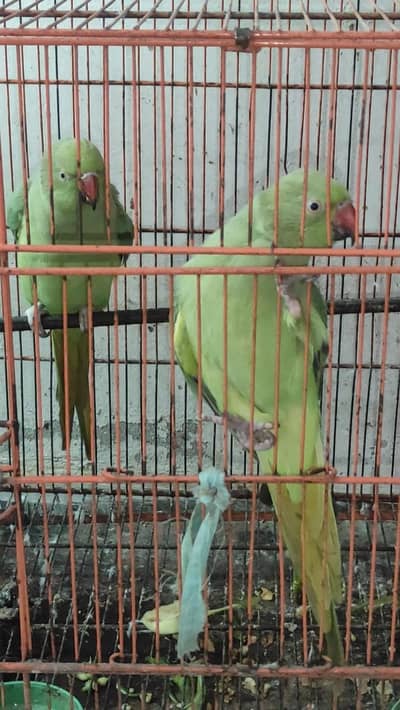 Birds for sale