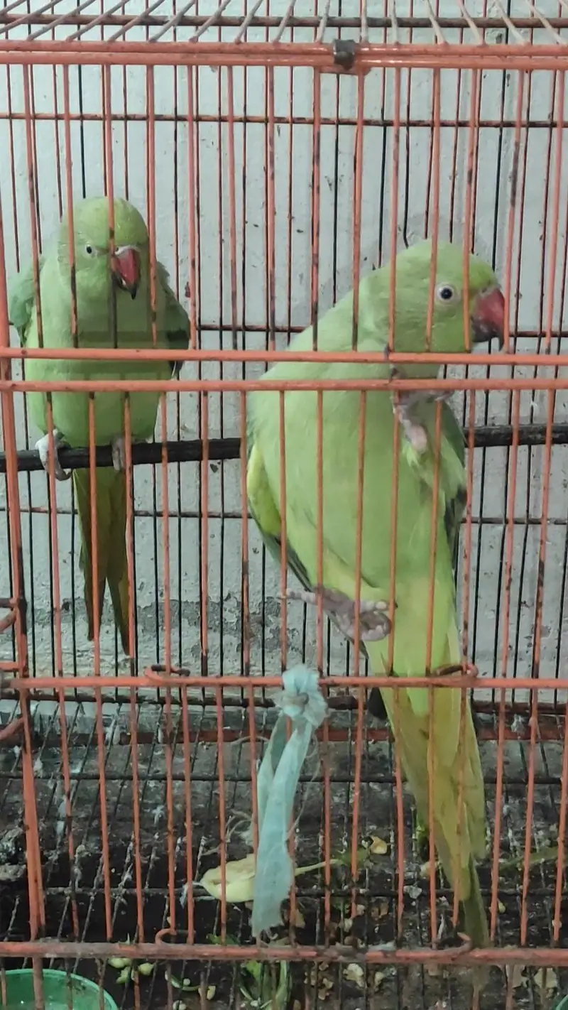 Birds for sale