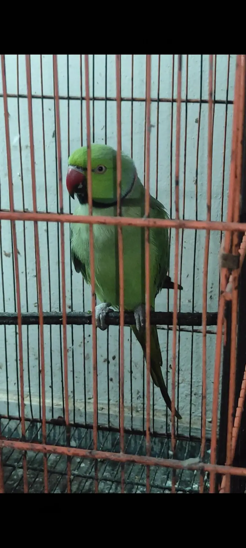 Birds for sale — photo 2