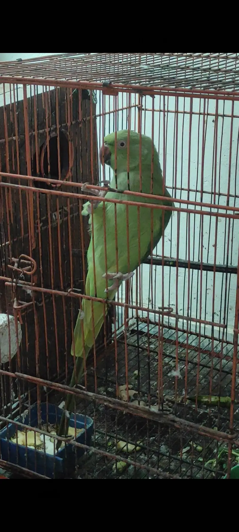 Birds for sale — photo 3