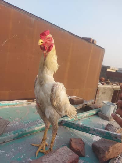German White Shamo