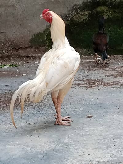 A pure Heera aseel murgha pattha rooter