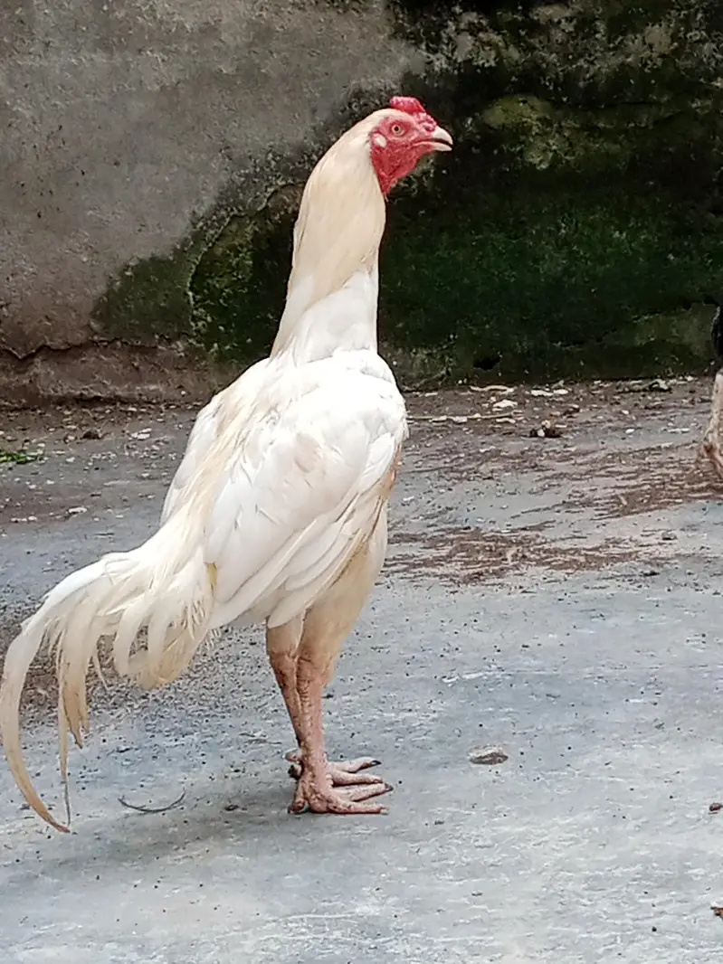 A pure Heera aseel murgha pattha rooter — photo 2