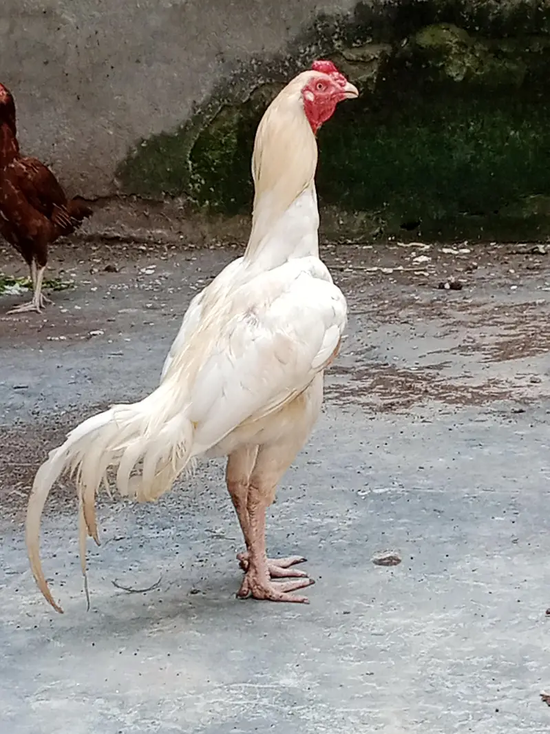 A pure Heera aseel murgha pattha rooter — photo 3