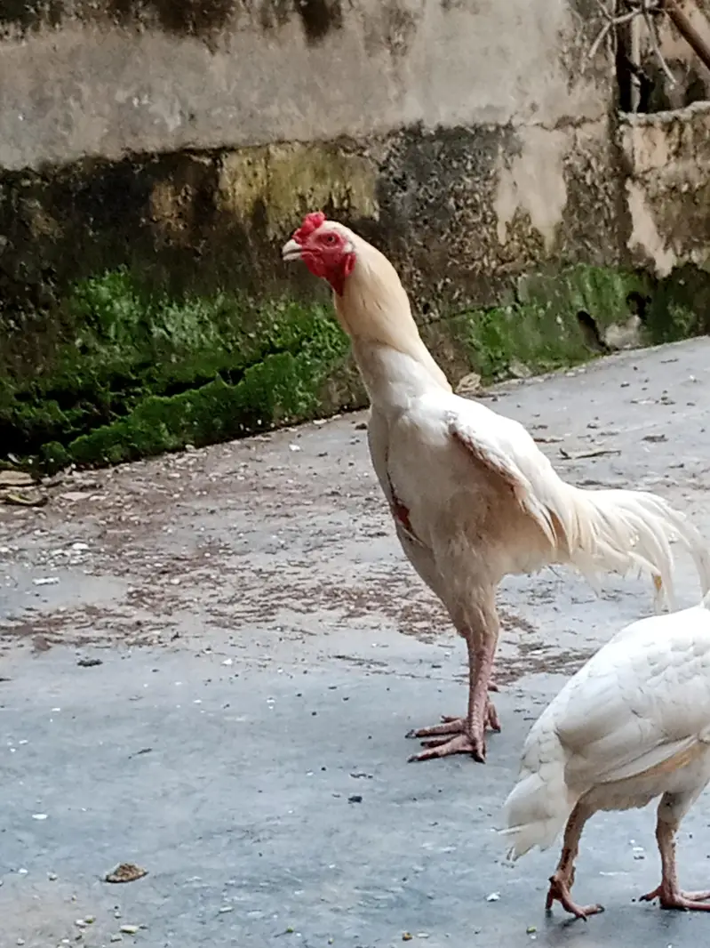 A pure Heera aseel murgha pattha rooter — photo 4