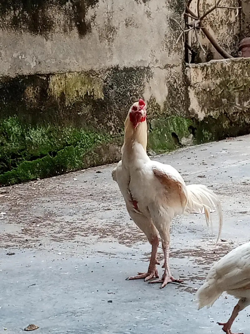 A pure Heera aseel murgha pattha rooter — photo 5