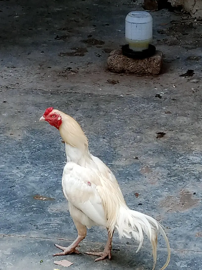 A pure Heera aseel murgha pattha rooter — photo 6