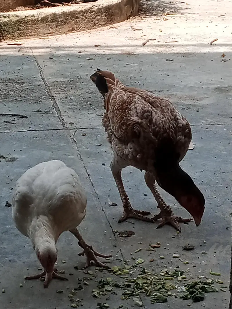 A pure Heera aseel murgha pattha rooter — photo 7
