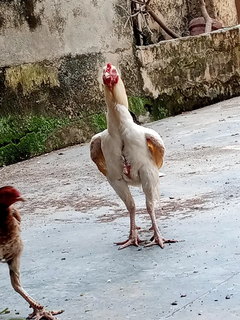 A pure Heera aseel murgha pattha rooter — photo 8