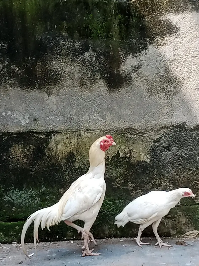 A pure Heera aseel murgha pattha rooter — photo 10
