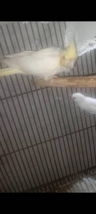 Red Eyes Comman White Female