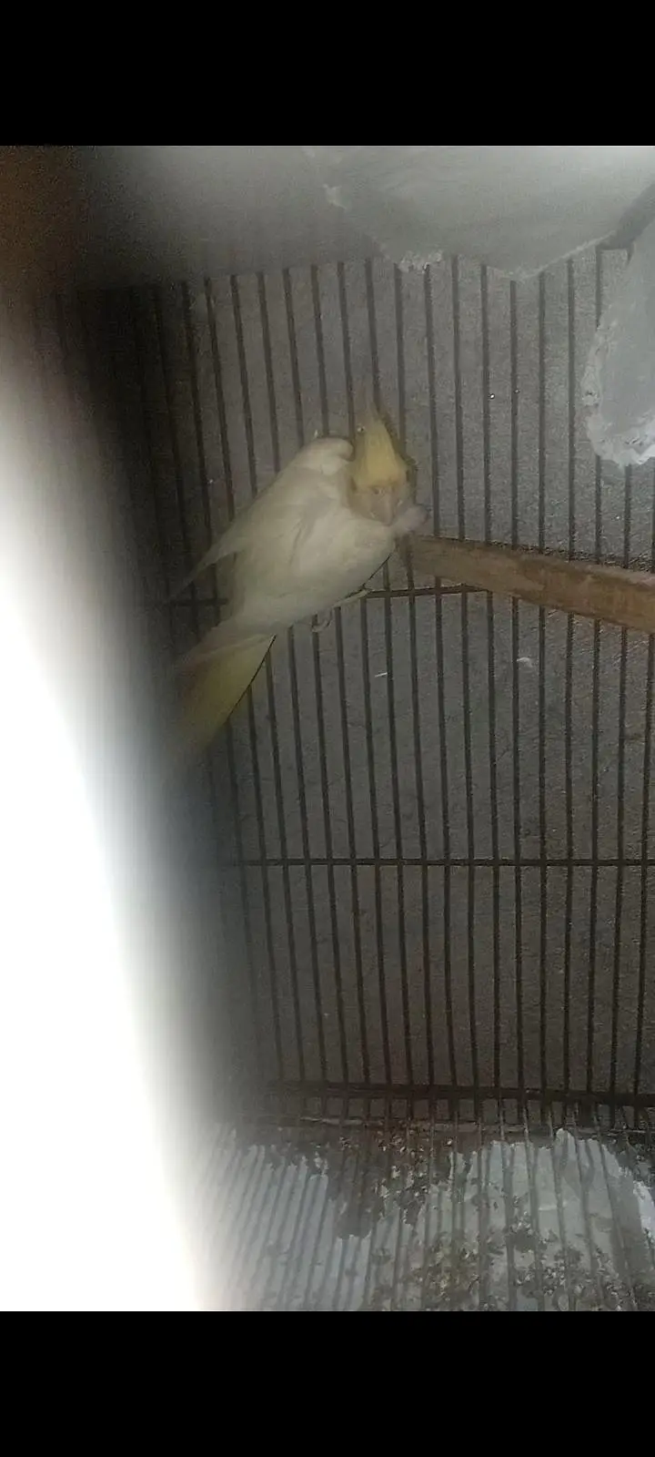 Red Eyes Comman White Female — photo 3