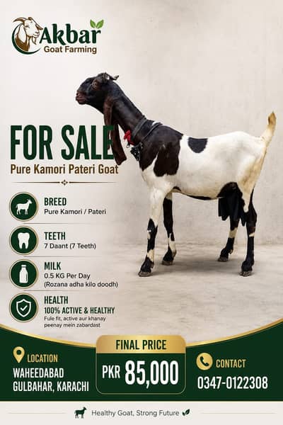Pure Kamori Goats for sale | Kids Goats for sale