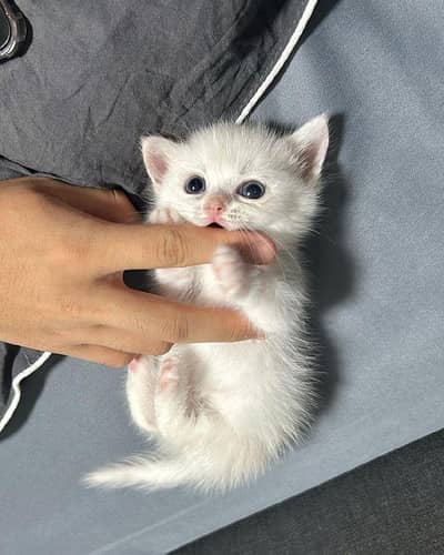 persian cats