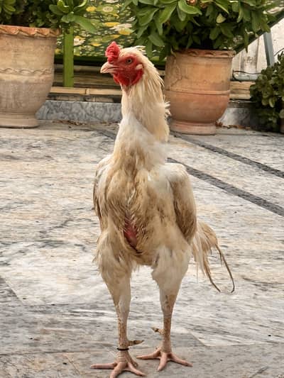 Heera for sale