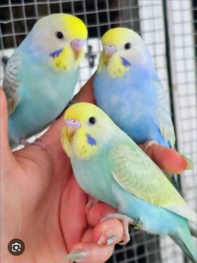 Budgies Chicks available for Handtame