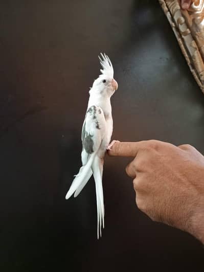 cockteil chick