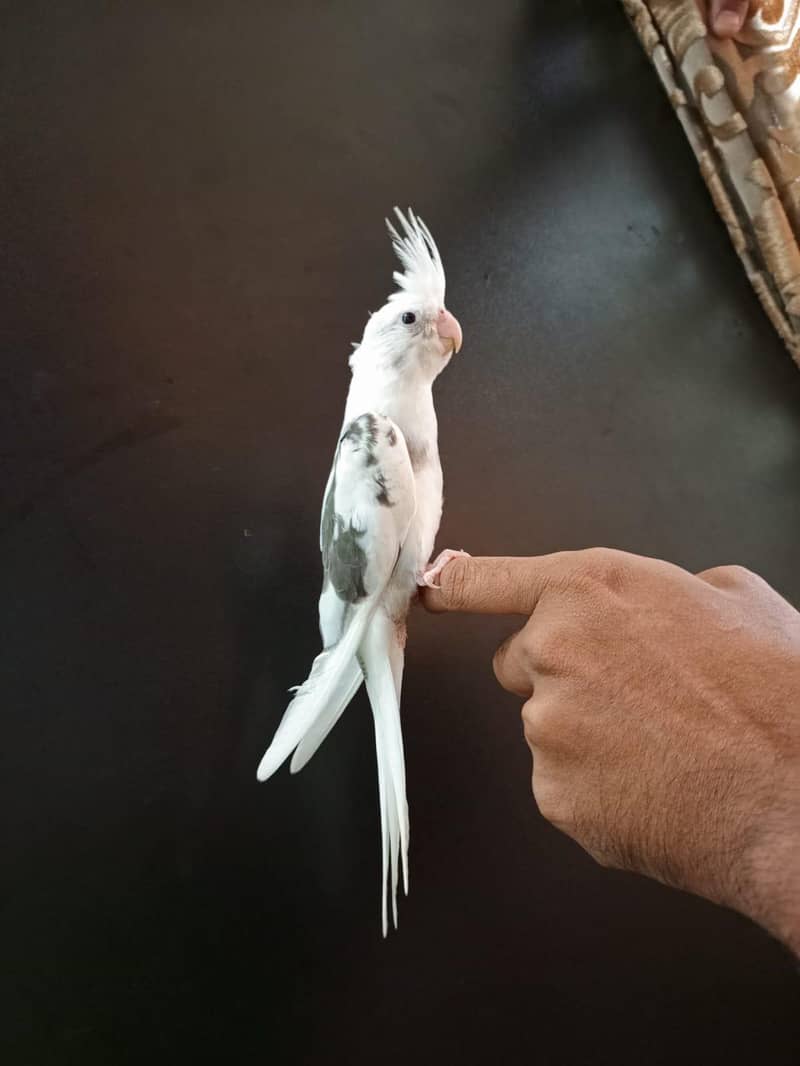 cockteil chick 0
