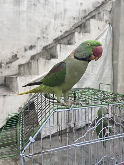 Granted Breeder pair