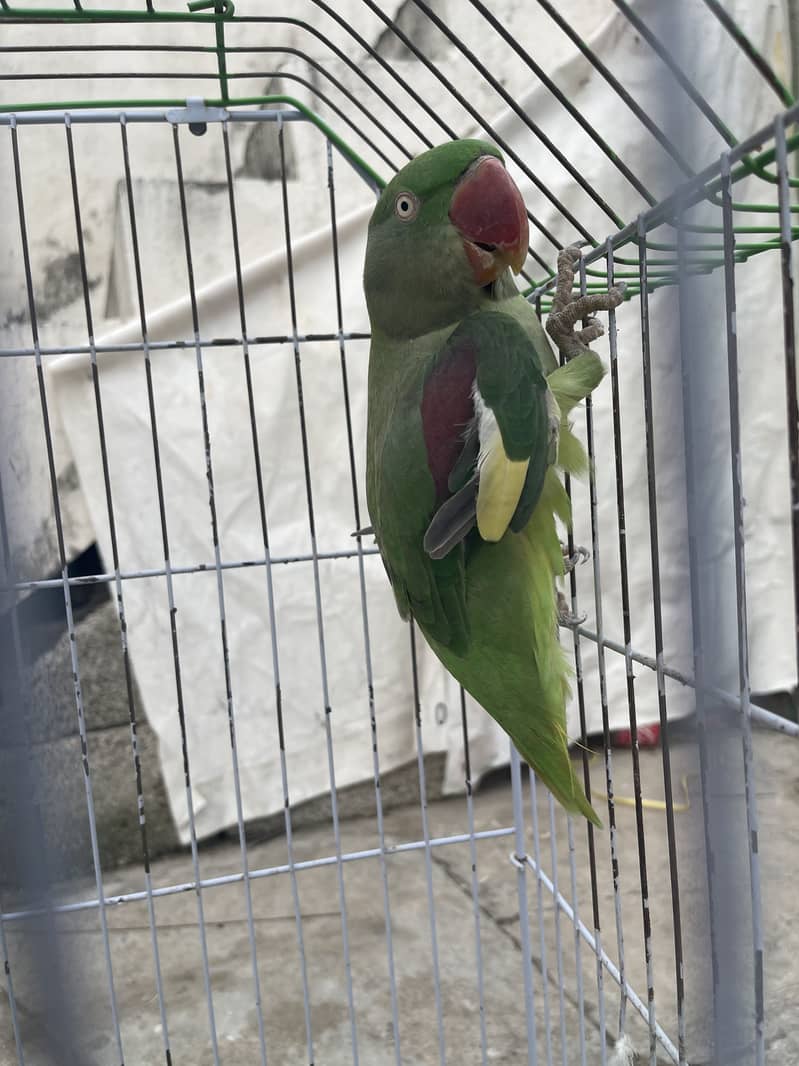 Granted Breeder pair 2
