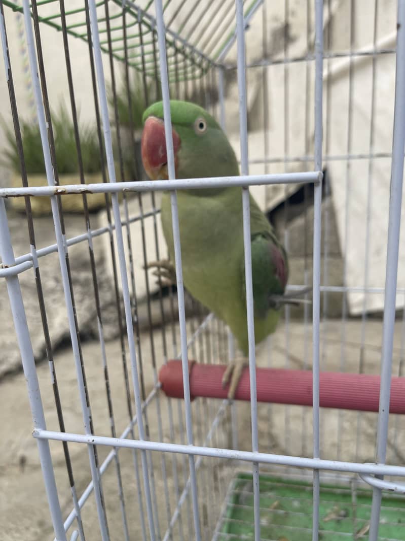 Granted Breeder pair 3