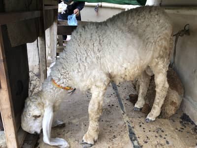 Pure Larkana sheep