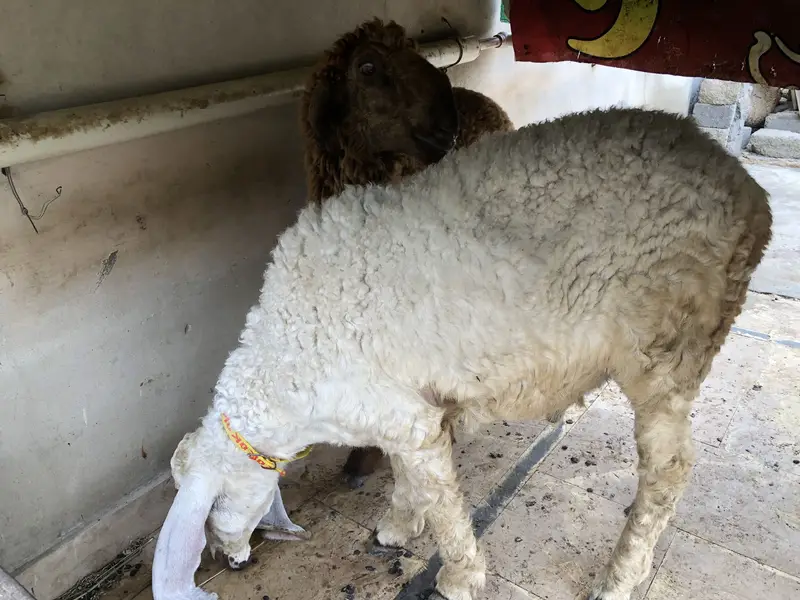 Pure Larkana sheep — photo 2