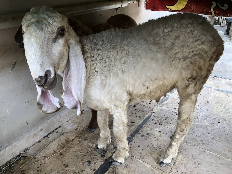 Pure Larkana sheep — photo 3