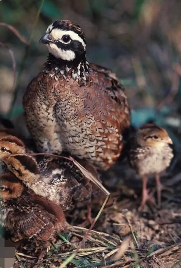 bobwhite quail chicks Notheren or American bobwhite batair