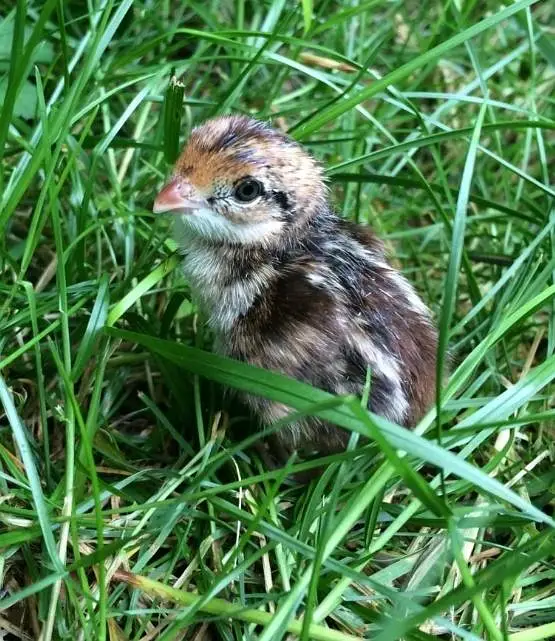 bobwhite quail chicks Notheren or American bobwhite batair — photo 2