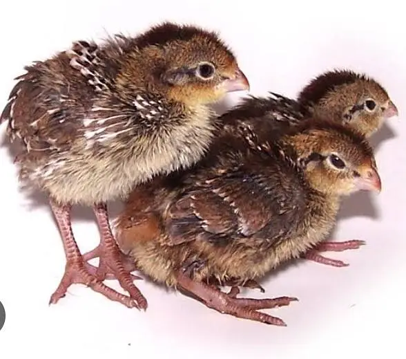 bobwhite quail chicks Notheren or American bobwhite batair — photo 3