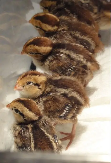 bobwhite quail chicks Notheren or American bobwhite batair — photo 4