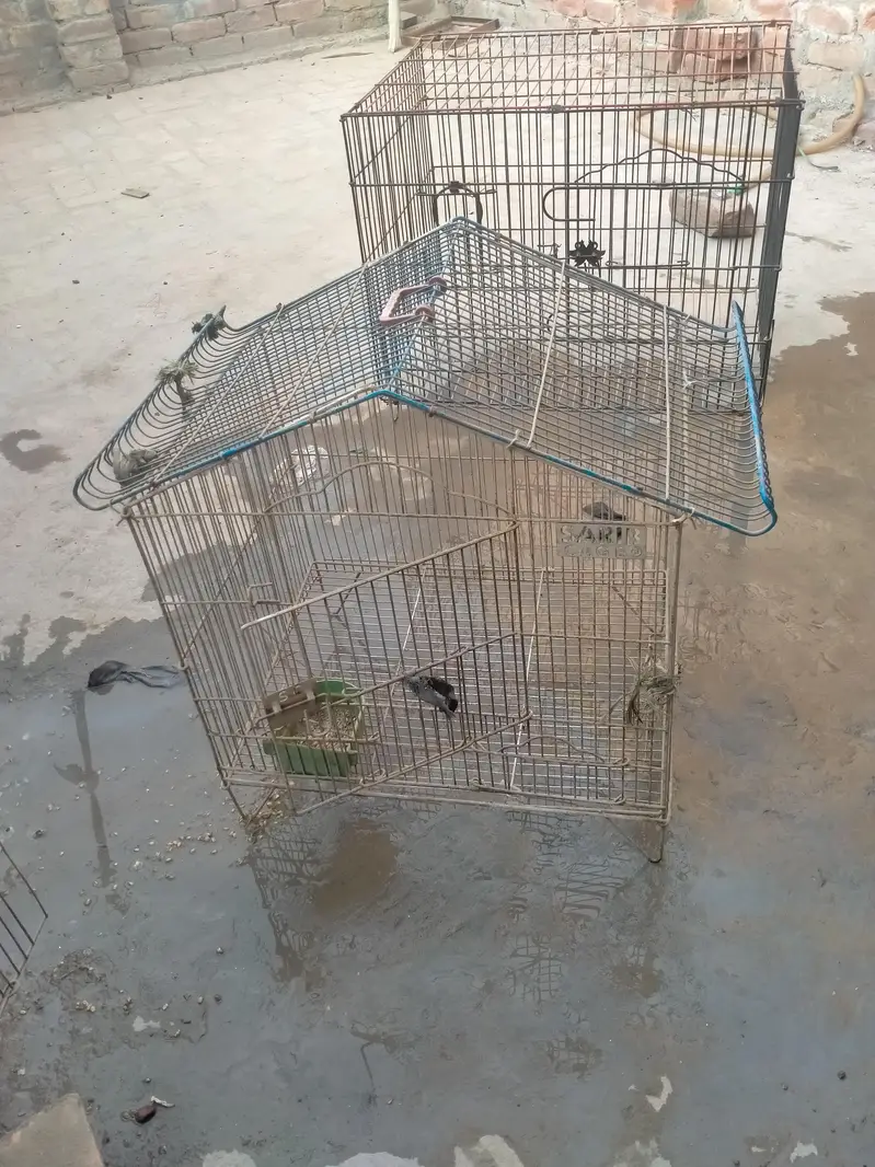 Birdcage — photo 2