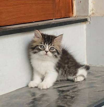 Bi color High blood line Persian kitten/cat triple near piki/peki