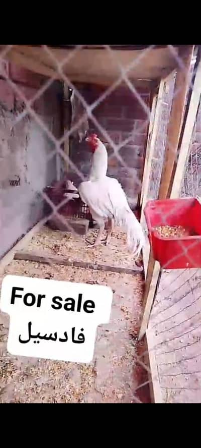 Paper white Breeder