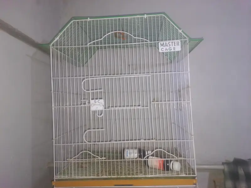 Master Cage For $ale — photo 4