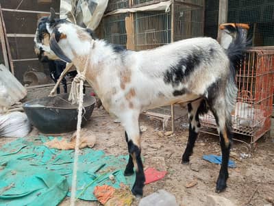 Gulabi,tapra,ablak,samroti,teddy,barbari,tedi