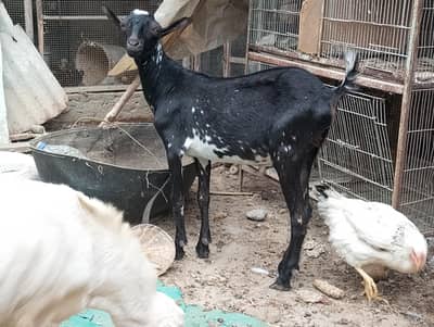 Gulabi,tapra,ablak,samroti,teddy,barbari,tedi